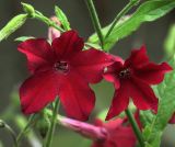 Nicotiana alata