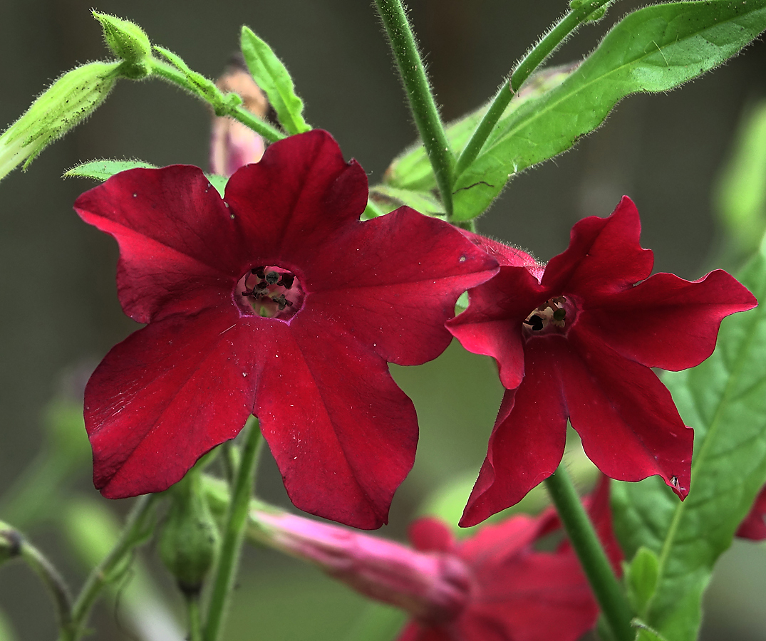 Изображение особи Nicotiana alata.