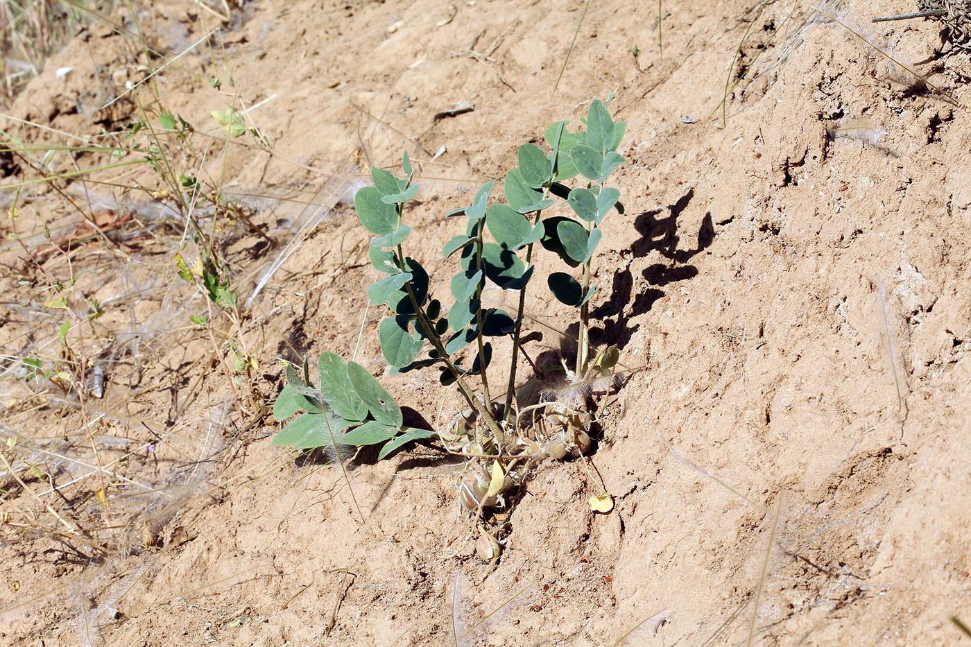 Изображение особи Astragalus pseudoeremophysa.