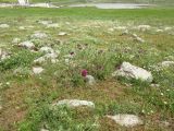 Onopordum blancheanum. Цветущие растения. Израиль, Верхняя Галилея, окр. села Гуш Халав, плато Дальтон. 16.04.2015.