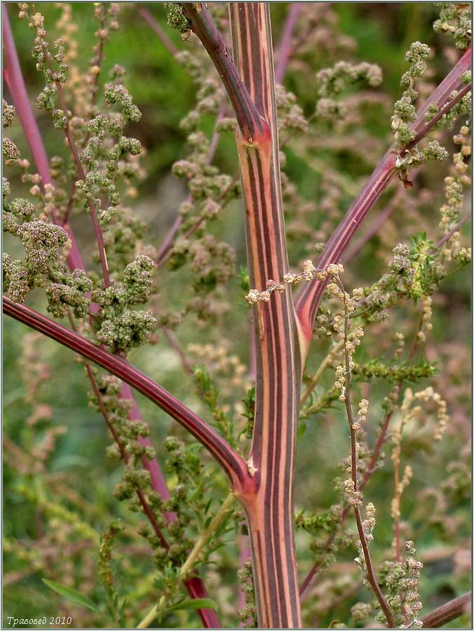 Изображение особи Chenopodium album.