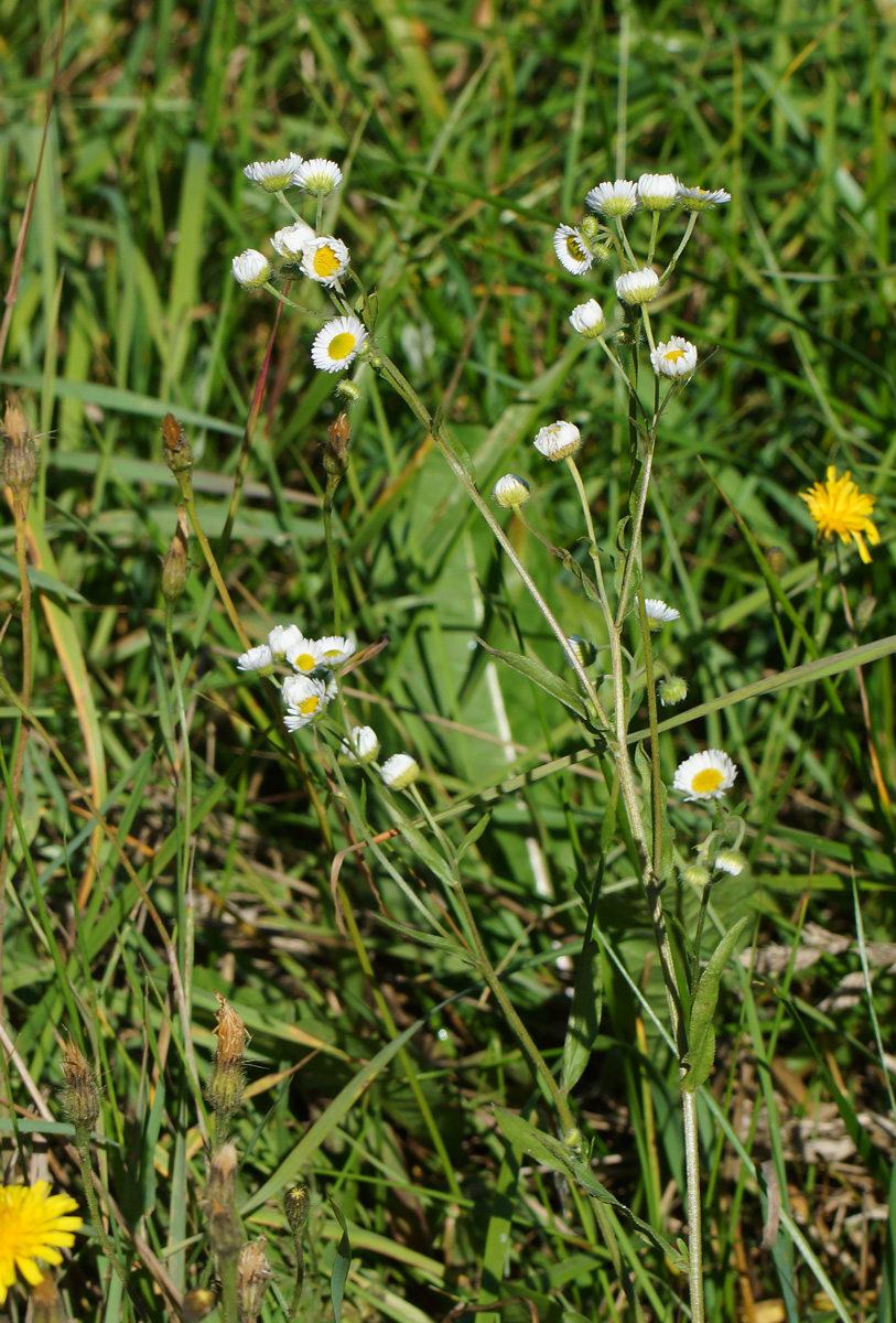 Image of Erigeron annuus specimen.