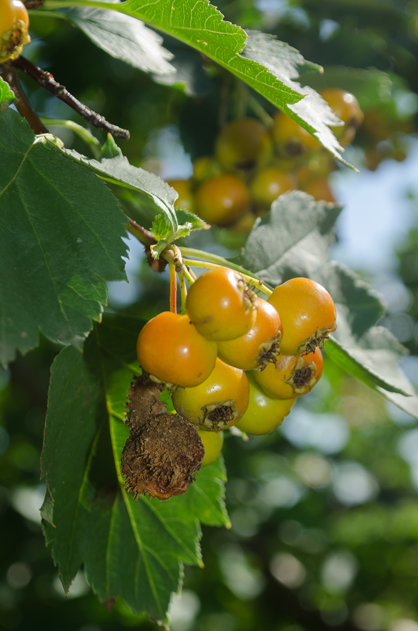 Изображение особи род Crataegus.