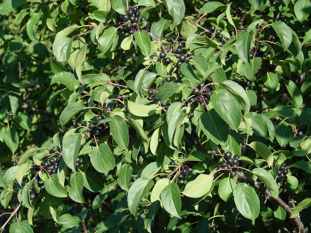 Image of Rhamnus cathartica specimen.