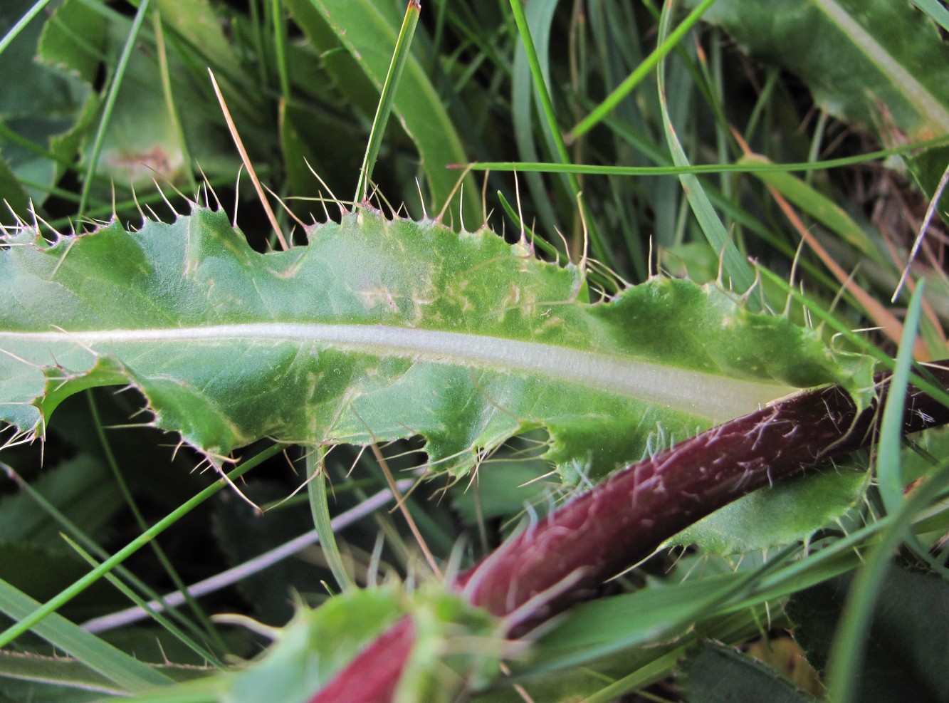 Изображение особи Cirsium simplex.