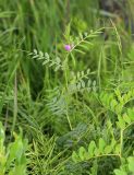 Vicia segetalis