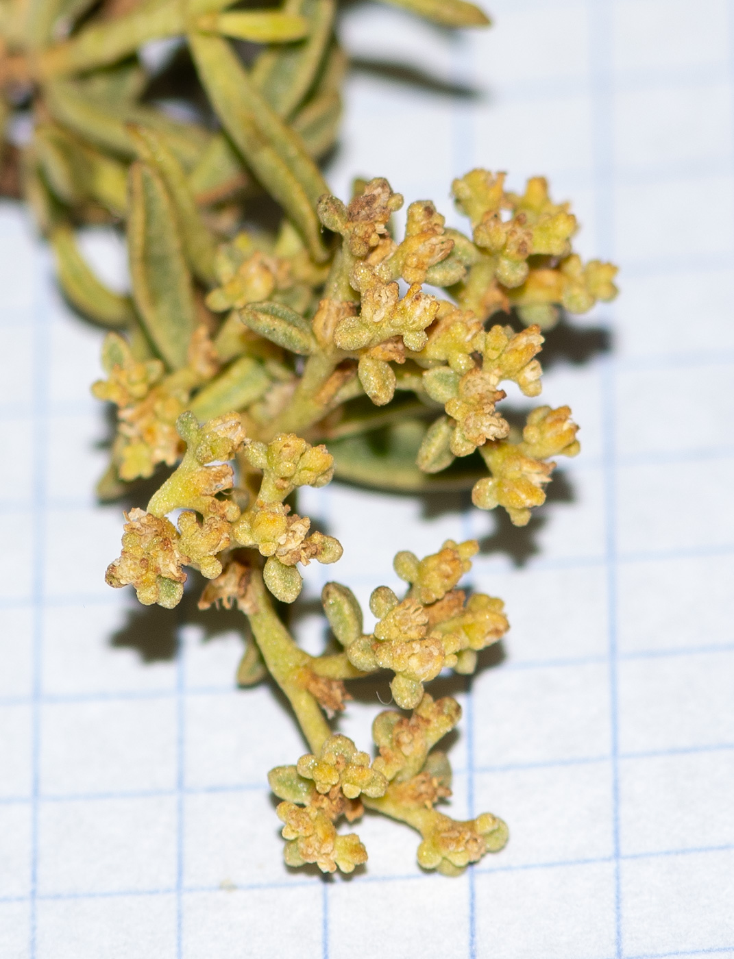 Image of class Magnoliopsida specimen.