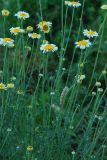 Anthemis tinctoria