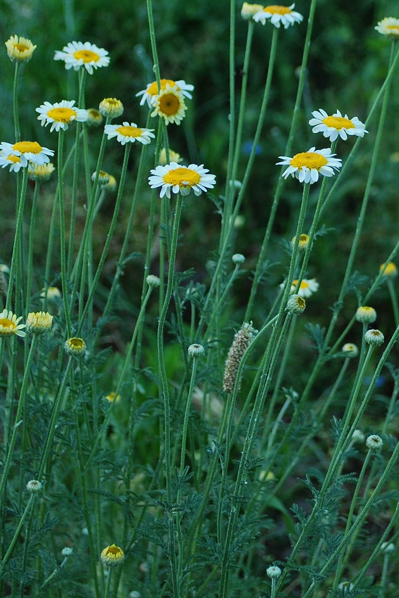 Image of Anthemis tinctoria specimen.