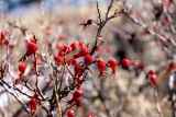 Rosa nanothamnus. Часть ветви с плодами. Казахстан, Туркестанская обл., Тюлькубасский р-н, окр. с. Жабаглы, хр. Таласский Алатау, ≈ 1500 м н.у.м., каменистый склон. 4 февраля 2021 г.