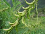 Astragalus falcatus. Часть соплодия. Кабардино-Балкария, Эльбрусский р-н, окр. с. Нейтрино, ок. 1850 м н.у.м., каменистый склон, среди Juniperus sabina. 09.07.2020.