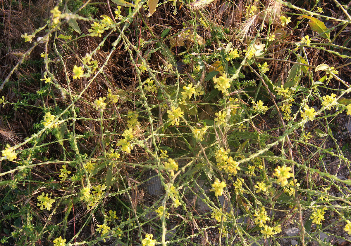 Image of Rapistrum rugosum specimen.