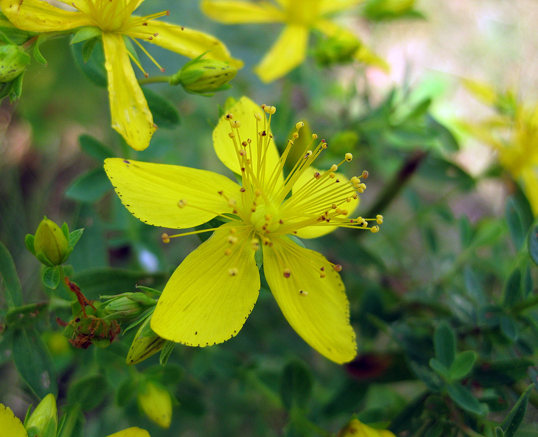 Изображение особи Hypericum perforatum.