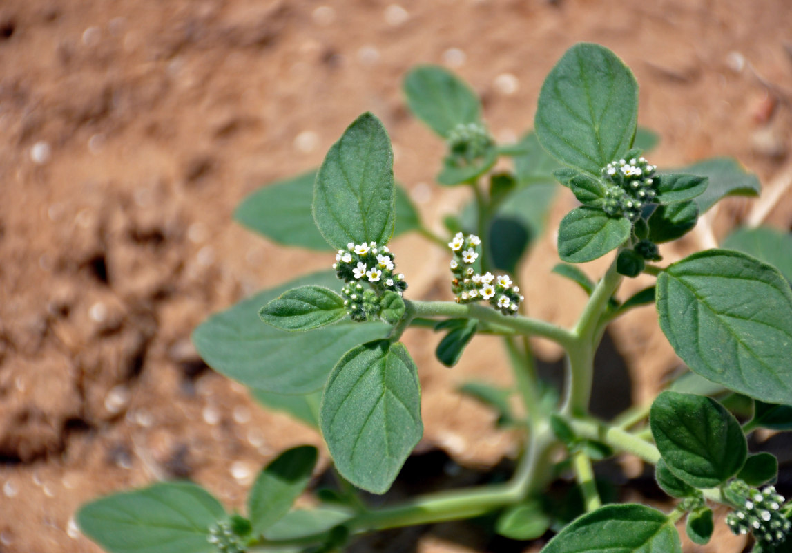 Изображение особи Heliotropium ellipticum.