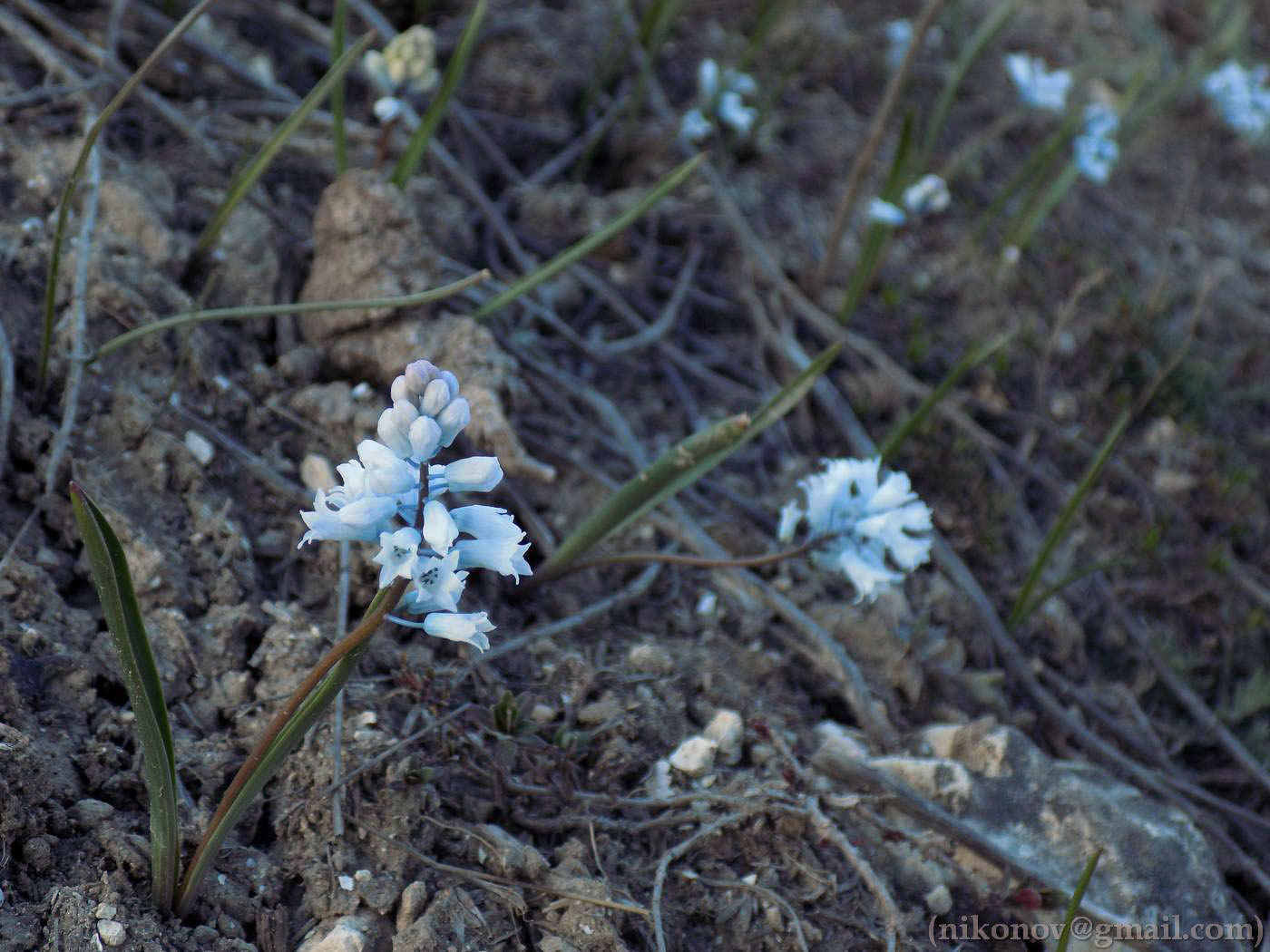 Image of Hyacinthella leucophaea specimen.