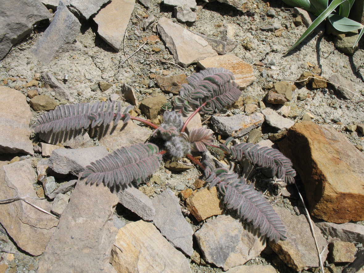 Изображение особи Astragalus syreitschikovii.