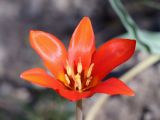 Tulipa butkovii