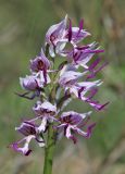 Orchis simia. Соцветие. Краснодарский край, м/о город-курорт Анапа, окр. с. Большой Утриш, можжевеловый лес. 3 мая 2021 г.