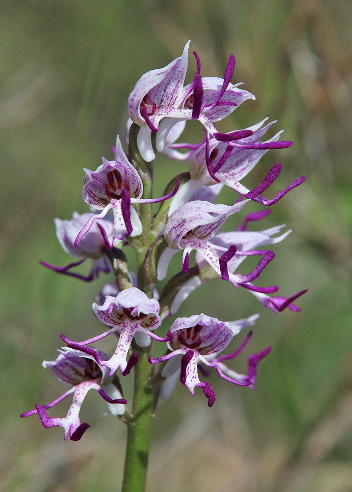 Image of Orchis simia specimen.