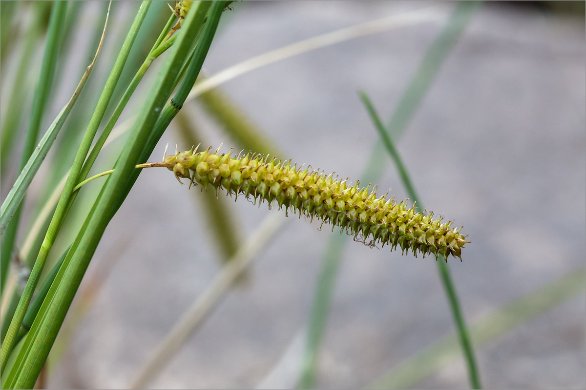 Image of Carex rostrata specimen.