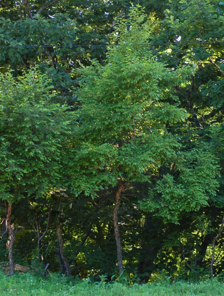 Image of Betula dauurica specimen.