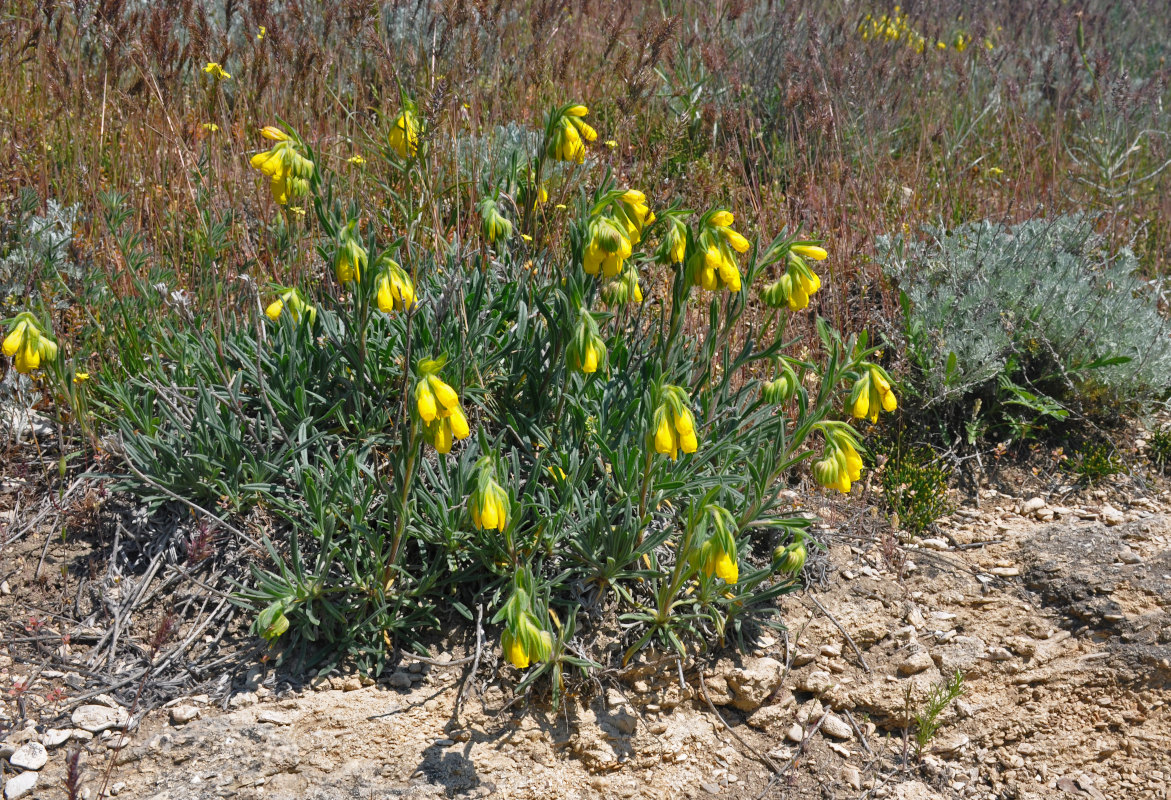 Image of Onosma taurica specimen.