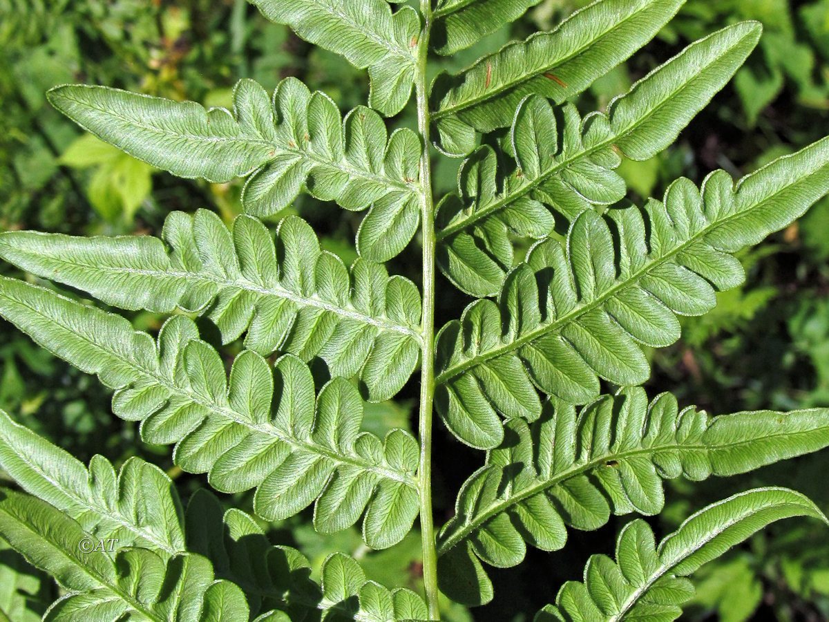 Изображение особи Pteridium pinetorum.