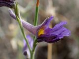 Delphinium peregrinum