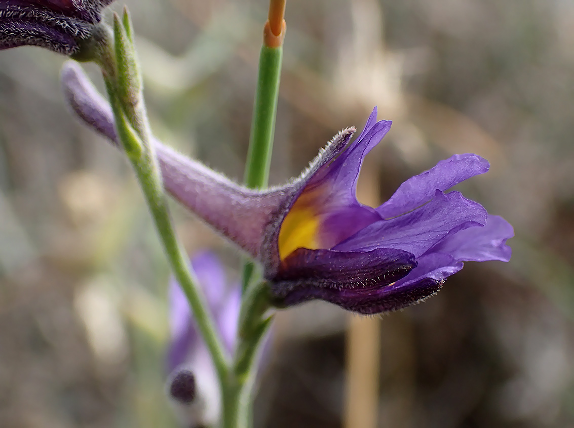 Image of Delphinium peregrinum specimen.