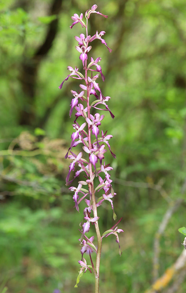 Изображение особи Himantoglossum formosum.