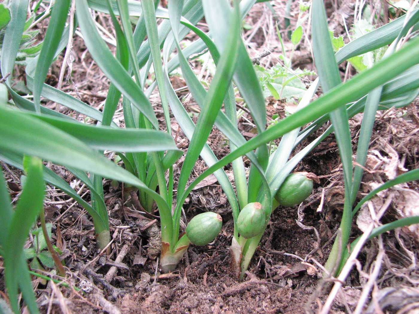 Image of Sternbergia colchiciflora specimen.