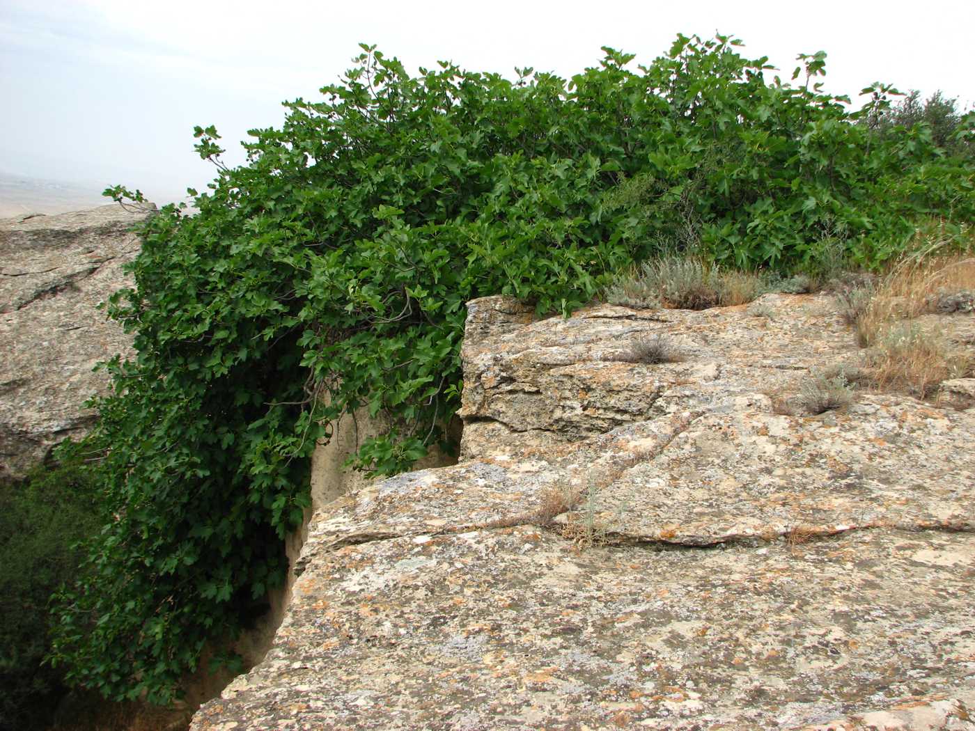 Изображение особи Ficus carica.