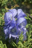 Aconitum talassicum. Верхушка соцветия среди веточек Juniperus. Узбекистан, Джизакская обл., Зааминский р-н, Туркестанский хр., верховье Кашкасу, арчовник. 30.07.2021.