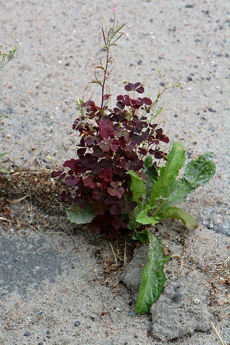 Изображение особи Oxalis stricta.