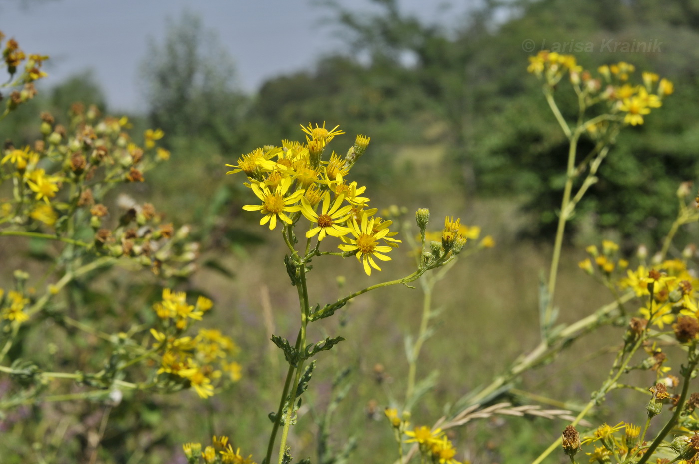 Изображение особи Senecio grandidentatus.