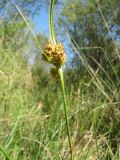 Carex serotina. Верхушка плодоносящего растения. Южный Казахстан, Жамбылская обл., пойма р. Асса, тугай, мокрый берег родниковой протоки. 3 сентября 2021 г.