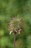 Geum rivale