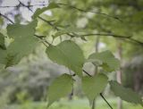Betula ermanii