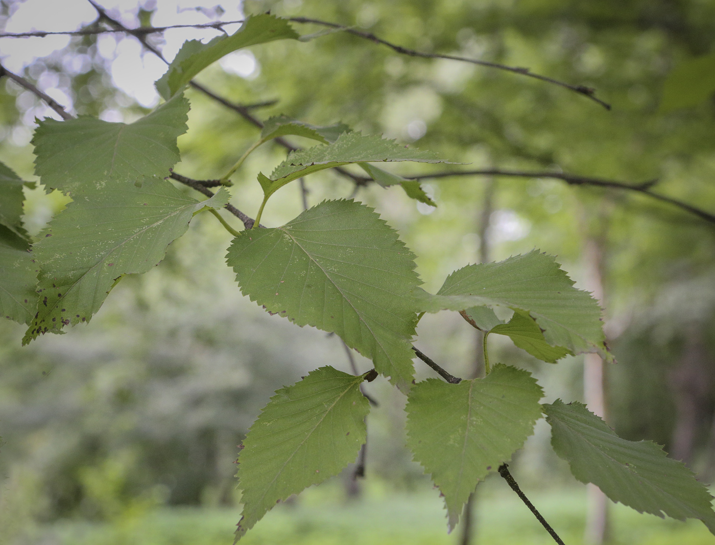 Изображение особи Betula ermanii.