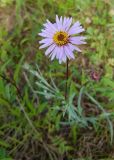 Aster sibiricus