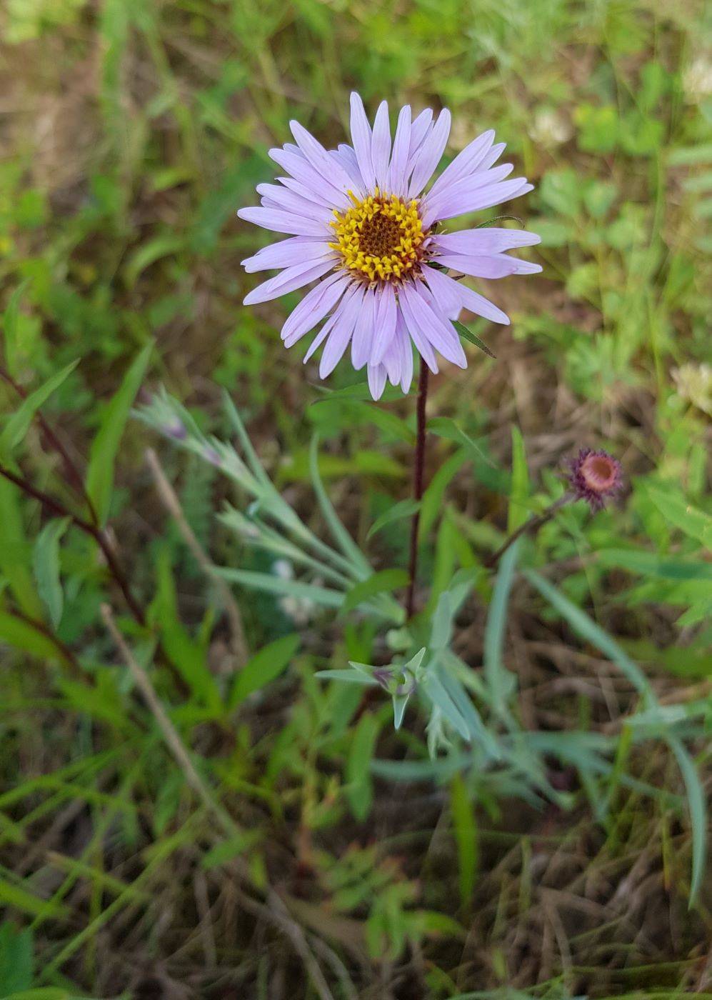 Image of Aster sibiricus specimen.