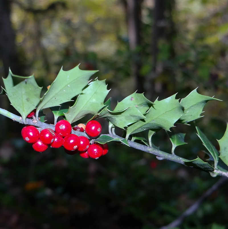 Image of Ilex colchica specimen.