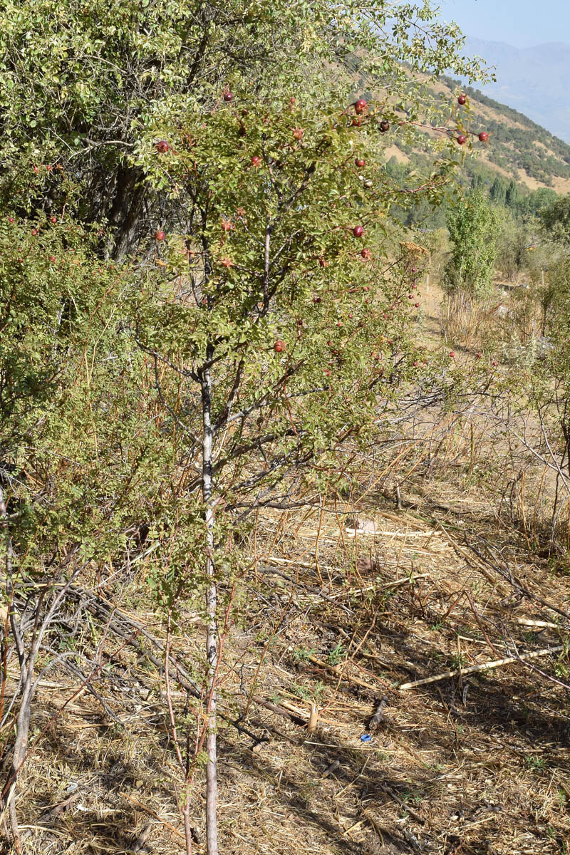 Image of Rosa kokanica specimen.