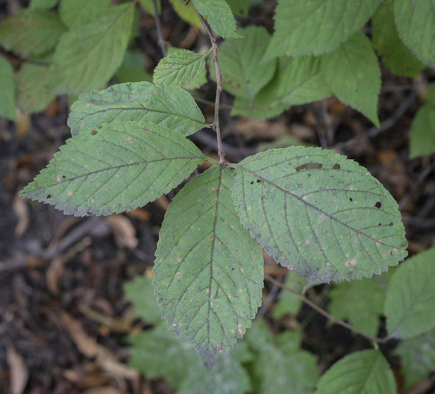 Image of &times; Cerasolouiseania cziczanica specimen.