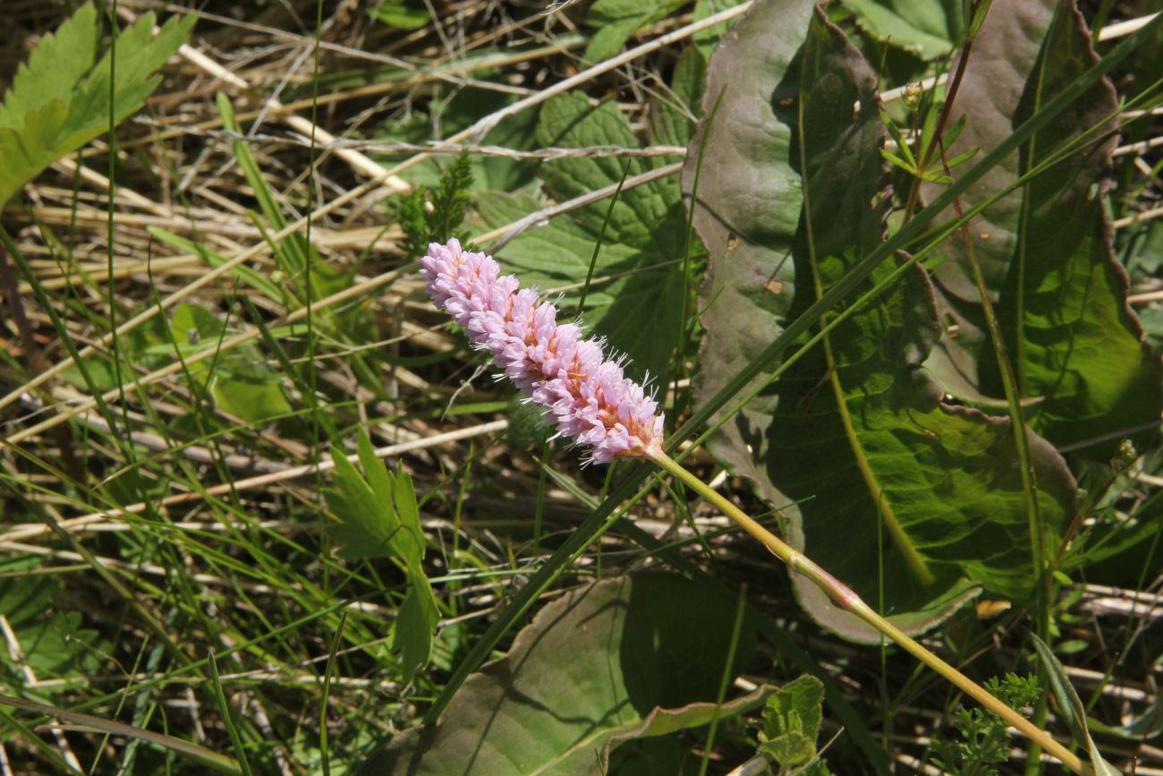 Изображение особи Bistorta officinalis.