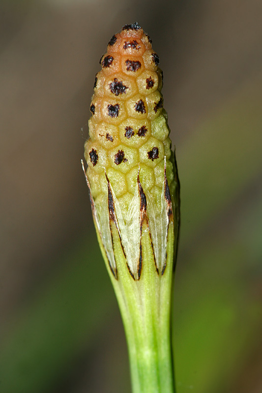 Изображение особи Equisetum palustre.