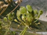 Heracleum ponticum. Соплодие-зонтичек. Кабардино-Балкария, Черекский р-н, Кабардино-Балкарский высокогорный заповедник, Мижиргийское ущелье, ≈ 2300 м н.у.м., отложенная боковая морена, субальпийский луг. 17.08.2021.