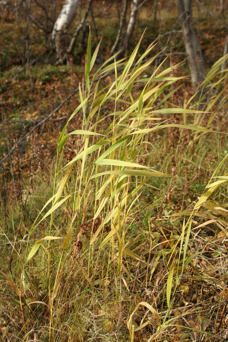 Image of Phalaroides arundinacea specimen.