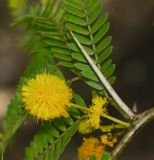 семейство Fabaceae. Часть побега с соцветием. Израиль, Шарон, пос. Кфар Монаш, ботанический сад \"Хават Ганой\". 20.06.2017.