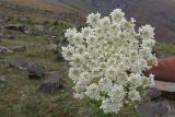 Heracleum albovii